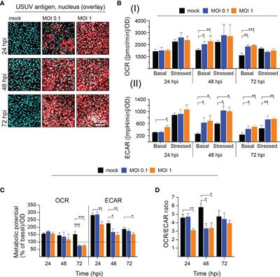 The Interferon Response Dampens the Usutu Virus Infection-Associated Increase in Glycolysis